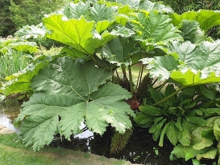 Mammutblatt (Gunnera tinctoria)